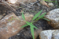 Ceropegia bulbosa var. lushii